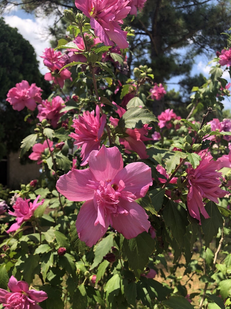 Red Rose of Sharon Plant in Gallon Pot | Hibiscus syriacus Hardy Flowering Shrub for Zones 6-9
