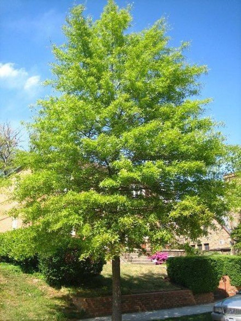 Willow Oak Tree Quart Pot | Quercus phellos | Deciduous Native North American Species for USDA Zones 3-9