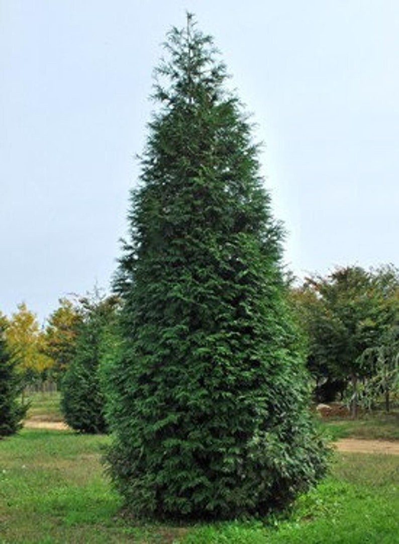 Thuja Green Giant Arborvitae 2.5" Pot – Evergreen Tree for Privacy Screens, Hedges, Zones 5-9, Thuja standishii x plicata