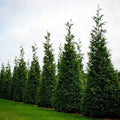 Thuja Green Giant Arborvitae Quart Pot | Evergreen Tree for Privacy & Windbreaks | Thuja plicata | Zones 5-9