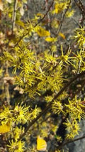 Witch Hazel Quart Pot Plant Hamamelis virginiana Deciduous Tree with Yellow Flowers USDA Zones 5-8