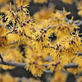 Witchhazel Plants 4-Inch Container, Fragrant Fall Bloomer, Hamamelis Virginiana, Native Shrubs for Zones 3-8
