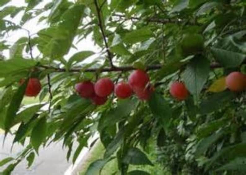 American Plum Trees 3-4' Prunus americana Edible Fruit Native to Zones 5-9, Perfect for Gardens and Jam