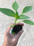 Hungarian Wax Banana Pepper Live Plant – Sweet Mild Vegetable Starter, Capsicum annuum, Container & Garden Ready