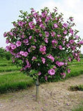 Aphrodite Rose of Sharon Plant in Quart Pot | Hibiscus syriacus Hardy Flowering Shrub for USDA Zones 6-9