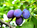 Damson Blue Plum Fruit Tree Cuttings - 10 Unrooted Organic Propagation Cuttings Prunus