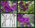 Dark Purple Lilac Cuttings - Unrooted Propagation Clippings Syringa vulgaris Perennial Flowering Shrub