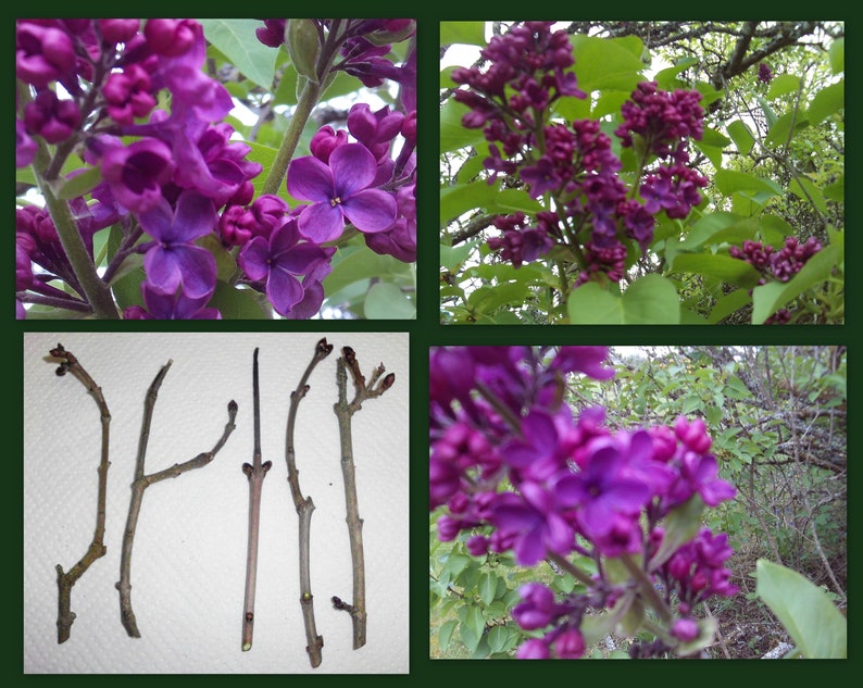 Dark Purple Lilac Cuttings - Unrooted Propagation Clippings Syringa vulgaris Perennial Flowering Shrub