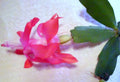 Christmas Cactus Cuttings 2-Segment Unrooted Schlumbergera Bridgesii Dark Pink for Propagation