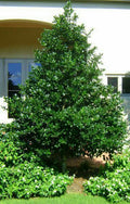 Nellie R. Stevens Holly Shrub 2.5” Pot Ilex x 'Nellie R. Stevens' Red Berries Evergreen Plant
