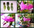 Thanksgiving Cactus Cuttings - 3 Unrooted 2-Segment Hot Pink Schlumbergera Truncata for Indoor Gardening