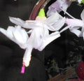 Thanksgiving Cactus Cuttings 3-Pack | Unrooted White Schlumbergera Truncata 2-Segment Propagation Cuttings