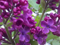 Dark Purple Lilac Cuttings - 10 Organic Propagation Clippings Syringa vulgaris Perennial Flowering Shrub