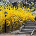 Forsythia x intermedia Lynwood Gold Plant 4-Inch Pot Deciduous Shrub for USDA Zones 5-9 with Yellow Spring Blooms