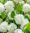 Japanese Snowball Viburnum Plant in 2.5” Pot, Viburnum plicatum, Deciduous Shrub, Flowering, Pollinator-Friendly