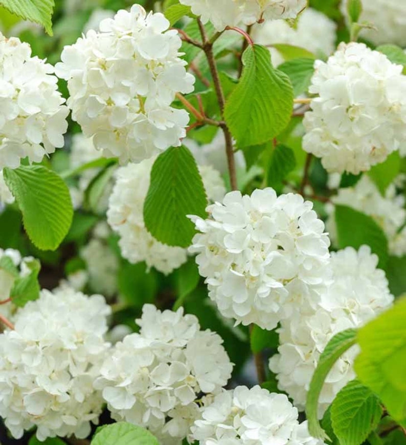 Japanese Snowball Viburnum Plant in 2.5” Pot, Viburnum plicatum, Deciduous Shrub, Flowering, Pollinator-Friendly