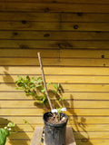 Elderberry Bushes - 6-12 Inch Sambucus canadensis Live Plants, 'Adams' & 'Johns' Varieties for Fruit & Wildlife Habitat