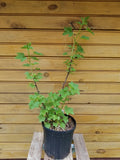 Currant Plants Set – 2 Live Ribes nigrum & Ribes rubrum Bushes for Garden or Container Cultivation