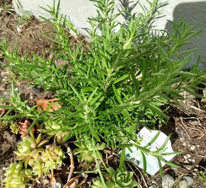 Rosemary Cuttings - 5 Organic Unrooted Clippings - Salvia Rosmarinus for Cooking & Medicinal Use