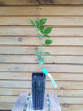 Ouachita Thornless Blackberry Plants - 2 Live Bare Root Rubus allegheniensis, Self-Pollinating, Summer-Bearing Berries