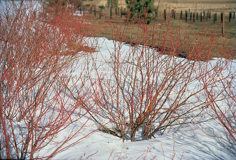 Red Twig Dogwood Plant 6-12" in 2.5" Container, Cornus sericea, Drought Tolerant Shrub for Privacy Screen Zones 2-9