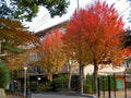 Trident Maple Tree 4" Container Acer Buergerianum with Colorful Fall Foliage, Shade Tree for Zones 5-8