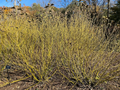 Yellow Twig Dogwood ‘Bud’s Yellow’ Live Plant, 1 Gallon, Cornus alba, Bright Yellow Winter Stems, Ornamental Shrub