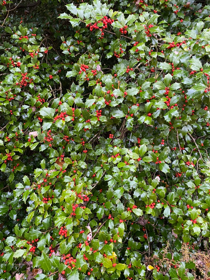 American Holly ‘Dan Fenton’ Live Plant – 12-Inch Ilex opaca Evergreen Tree in 1 Gallon Pot for Garden Landscape