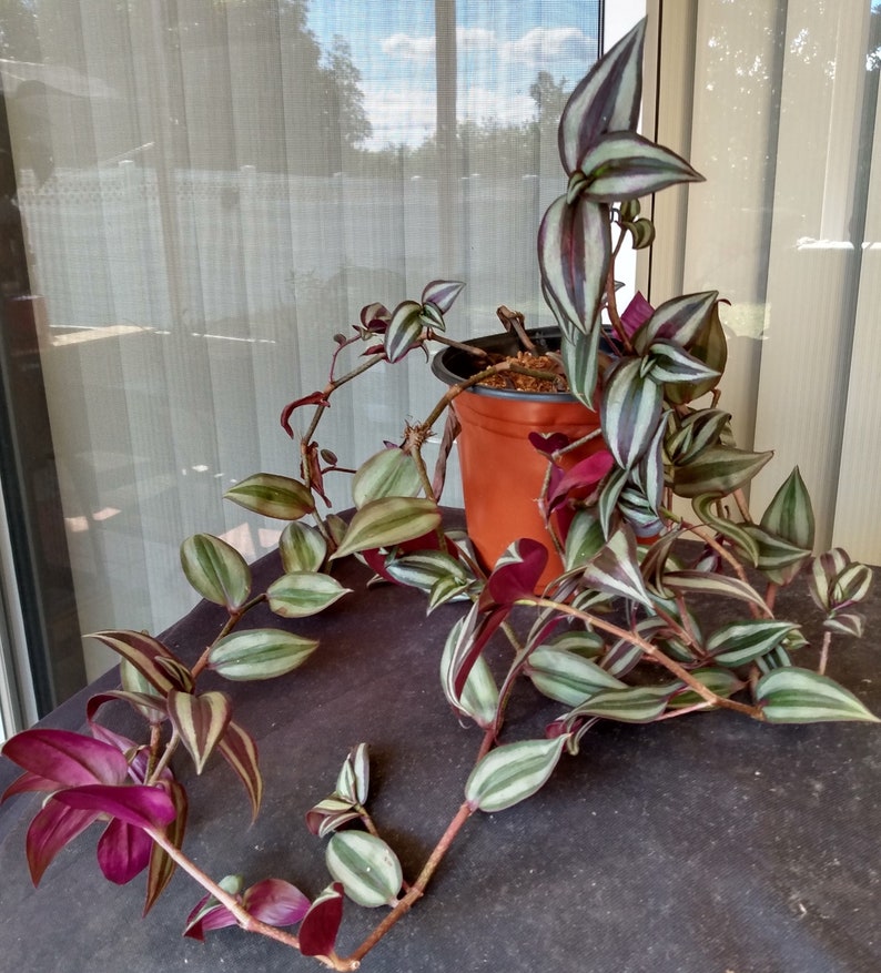 Tradescantia Zebrina Cutting - Wandering Jew Houseplant, Trailing Indoor Plant, Easy Care, Rooted with Free Cutting