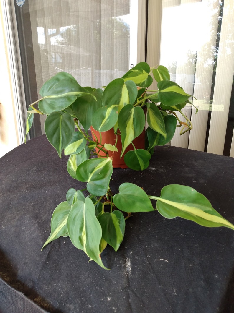 Philodendron Brasil Cutting Set – Rooted Plant with Free Variegated Hederaceum 'Brasil' Indoor Houseplant