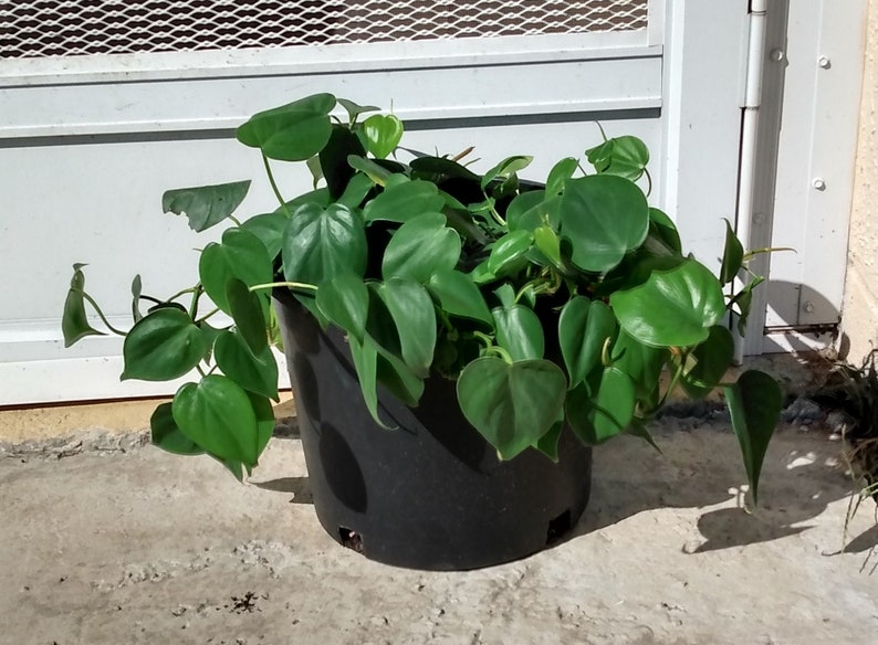 Philodendron Heartleaf Cutting - 1 Rooted + 1 Free, Easy Care Houseplant, Philodendron scandens, Indoor Climber or Trailing Plant