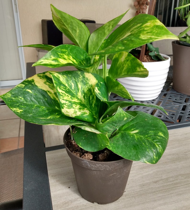 Golden Pothos Cutting, Epipremnum Aureum, Indoor Plant, Low Maintenance, Trailing Vine, Rooted with Free Cutting