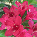 Red Weigela Plants 4" Container, 2 Pack, Deciduous Shrubs with Red Flowers, Weigela florida