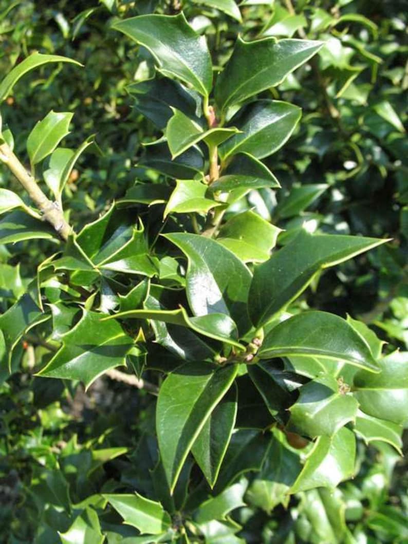 Dragon Lady Holly Plant 3-Inch Container Meschick Ilex x meserveae Evergreen with Scarlet Berries Zones 6-8