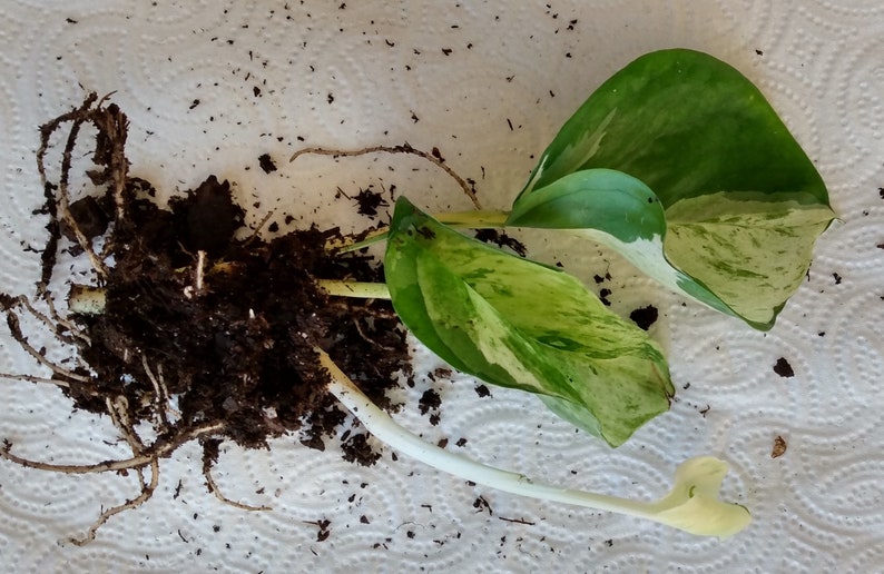 Manjula Pothos Cutting Set - Epipremnum aureum Variegated Houseplant, Easy Care Indoor Plant, Trailing Vine, 1 Rooted + Free Cutting