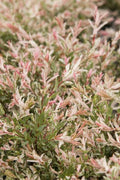 Dappled Willow Plant 4" Container | Salix Integra 'Hakuro Nishiki' | Colorful Foliage & Showy Flowers