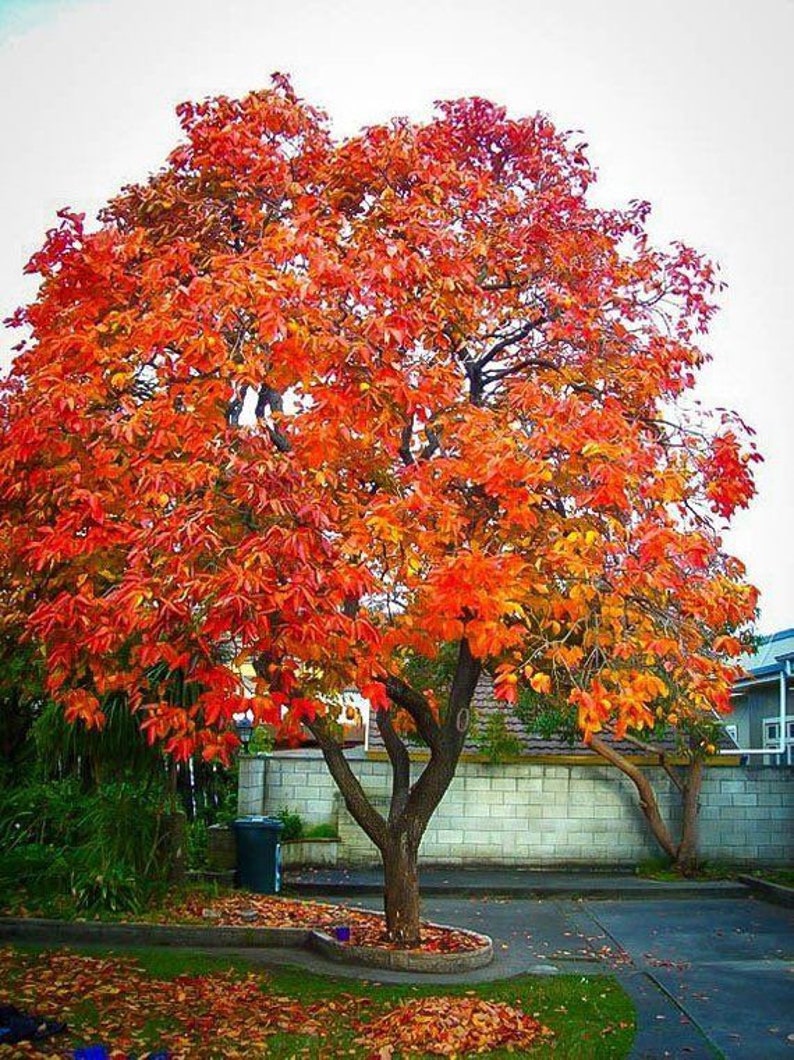 American Persimmon Tree 4” Container Diospyros virginiana Native Fruit Tree for USDA Zones 4-9