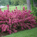 Pink Weigela Plants 4" Container, Weigela florida, 2 Pack, Vibrant Pink Flowers, Full Sun, Hardy Zones 4-8
