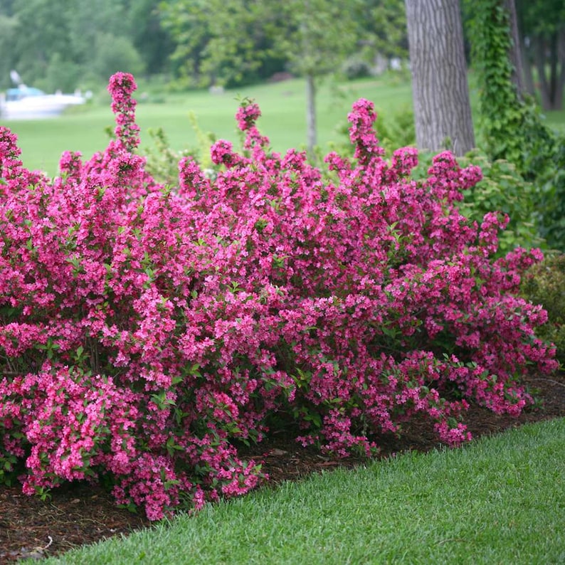 Pink Weigela Plants 4" Container, Weigela florida, 2 Pack, Vibrant Pink Flowers, Full Sun, Hardy Zones 4-8