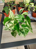 Marble Queen Pothos Cutting 1 Rooted + Free Epipremnum aureum Indoor Houseplant for Easy Care Decor
