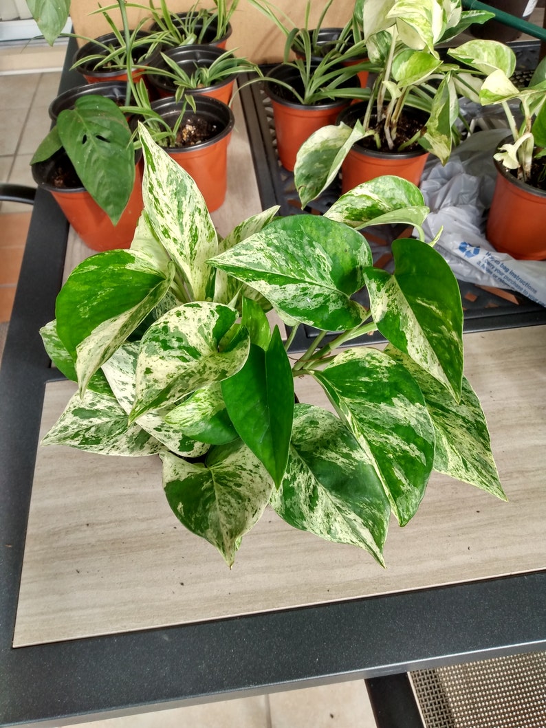 Marble Queen Pothos Cutting 1 Rooted + Free Epipremnum aureum Indoor Houseplant for Easy Care Decor