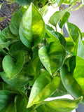 Global Green Pothos Cutting - Rooted Epipremnum aureum Indoor Houseplant with Soil