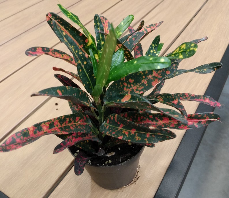 Bush Fire Croton Plant - Small Rooted Codiaeum variegatum with Free Cutting - Colorful Variegated Foliage Indoor Plant