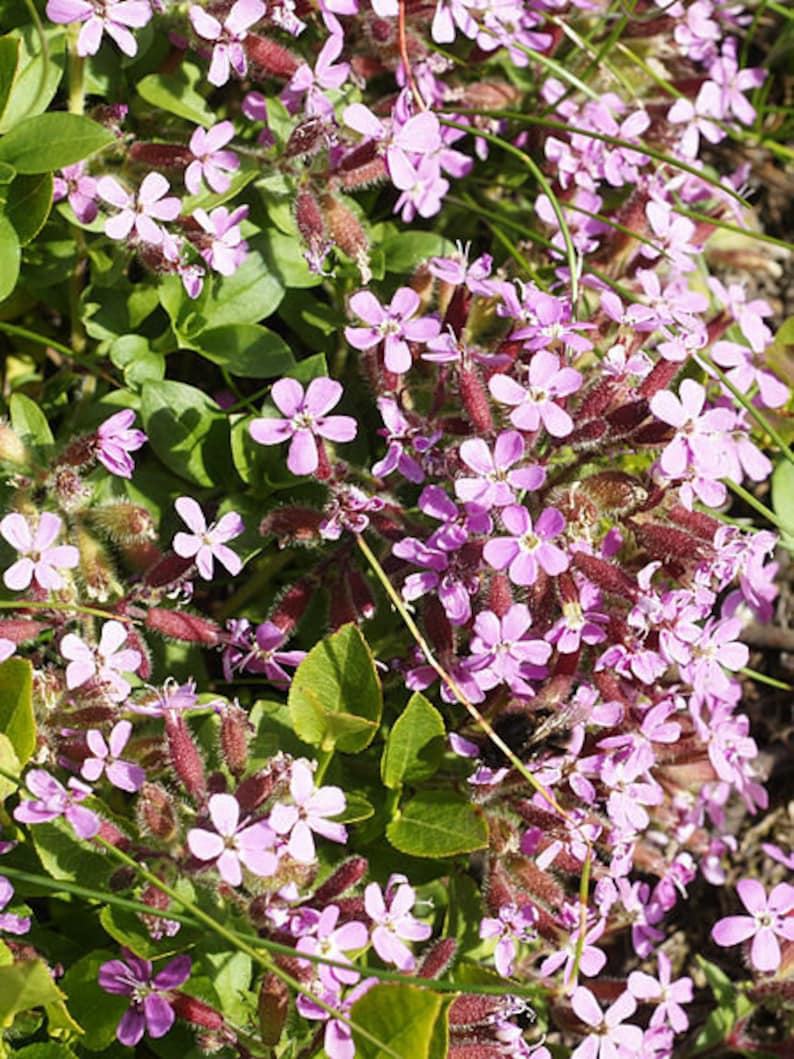 Rock Soapwort Plant Plug Flat – Deep Pink Groundcover Saponaria ocymoides for Zones 2-9