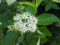 Silky Dogwood Plants 4-Inch Container, Cornus Amomum, Native Shrubs for Moist Sites, Creamy White Flowers, Autumn Foliage