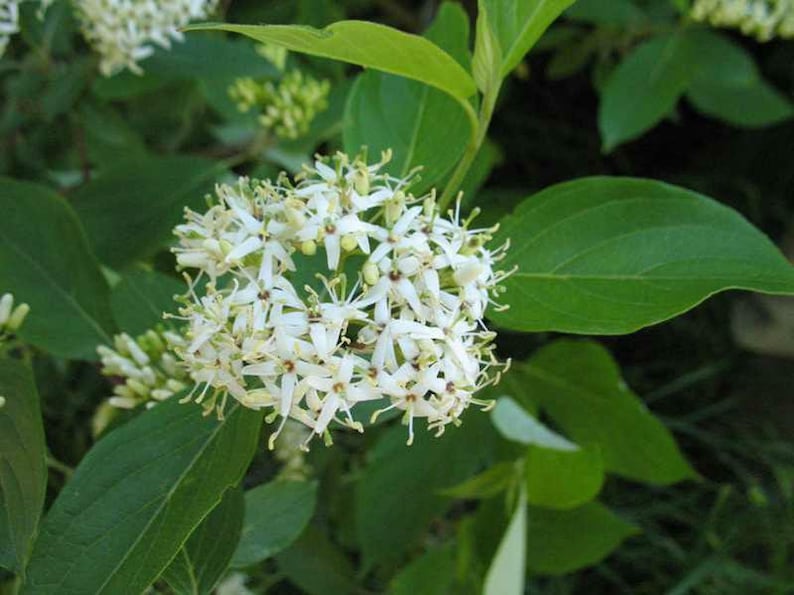 Silky Dogwood Plants 4-Inch Container, Cornus Amomum, Native Shrubs for Moist Sites, Creamy White Flowers, Autumn Foliage