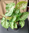 Cream Allusion Syngonium Plant - Small Rooted Houseplant with Free Cutting - Syngonium podophyllum - Low Maintenance Indoor Plant