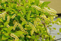 Henry's Garnet Itea Virginica Plant – 12-Inch Shrub in 4-Inch Container for Borders, Gardens & Landscaping