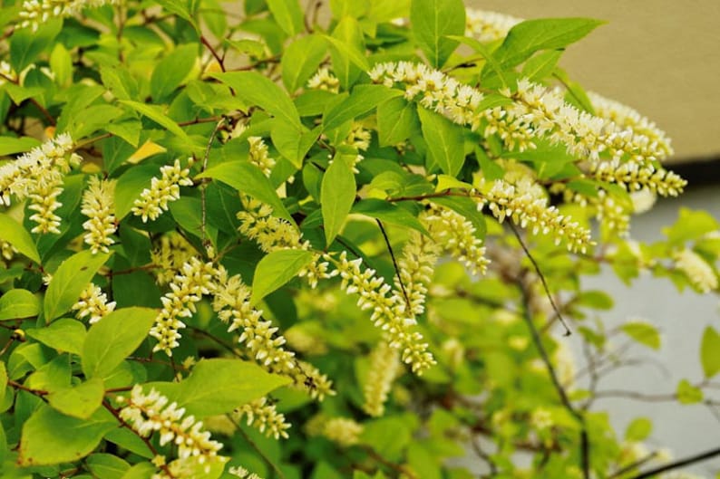 Henry's Garnet Itea Virginica Plant – 12-Inch Shrub in 4-Inch Container for Borders, Gardens & Landscaping