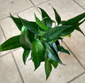 Rooted Baltic Blue Pothos Plant Cutting + Free Propagation Cutting Epipremnum aureum